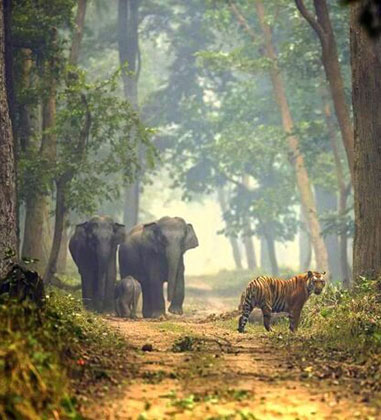 Wildlife Tours in Uttarakhand